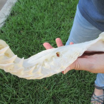 Genuine 16x13 inch Bull shark jaw (Carcharhinus leucas) for sale - $225