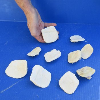 Ten piece 2" to 3" Alligator Osteoderm Bones 