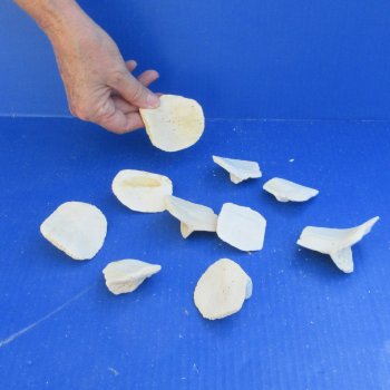 Ten piece 2" to 3" Alligator Osteoderm Bones 