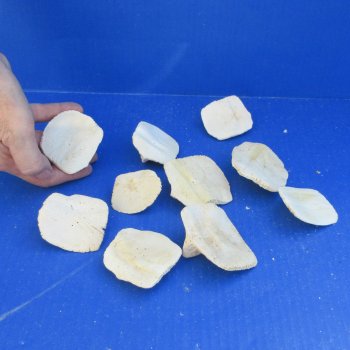 Ten piece 2" to 3" Alligator Osteoderm Bones 