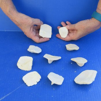 Ten piece 2" to 3" Alligator Osteoderm Bones 