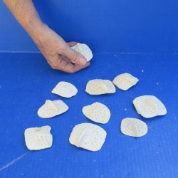 Ten piece 2" t...