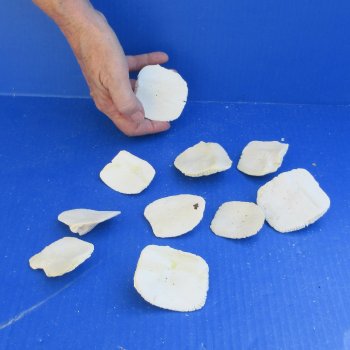 Ten piece 2" to 3" Alligator Osteoderm Bones 