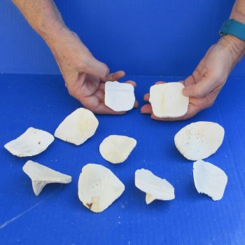 Ten piece 2" to 3" Alligator Osteoderm Bones 