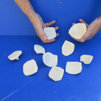 Ten piece 2" to 3" Alligator Osteoderm Bones 