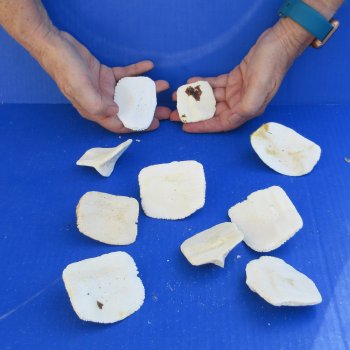 Ten piece 2" to 3" Alligator Osteoderm Bones 