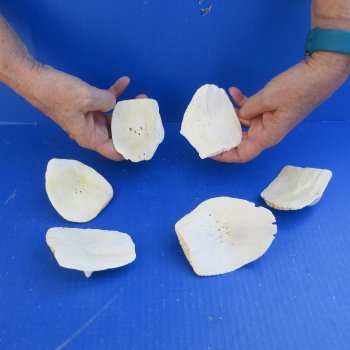 Six piece 3 to 3-1/2" XL Alligator Osteoderm Bones