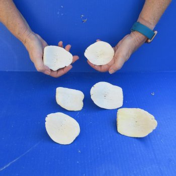 Six piece 3 to 3-3/4" XL Alligator Osteoderm Bones