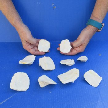 Ten piece 2" to 3" Alligator Osteoderm Bones 
