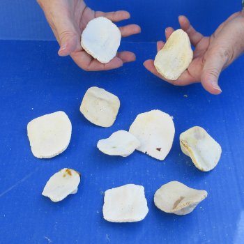 Ten piece 2" to 3" Alligator Osteoderm Bones 