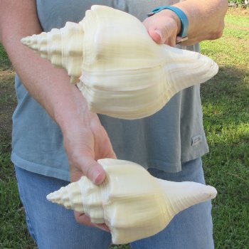 Two piece 8" West Indian Chank Shells