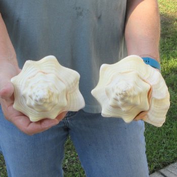 Two piece 8" West Indian Chank Shells