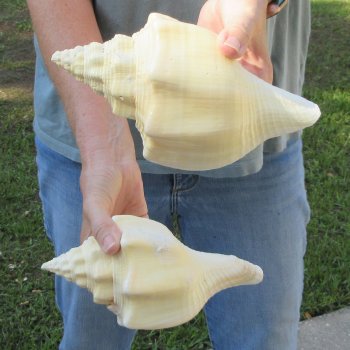 Two piece 8" West Indian Chank Shells