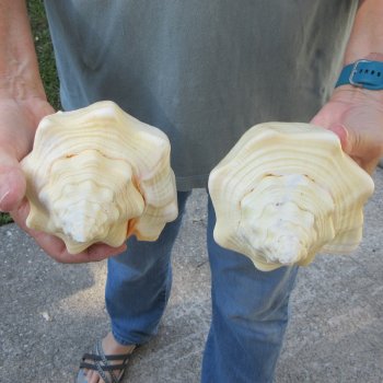Two piece 8" West Indian Chank Shells