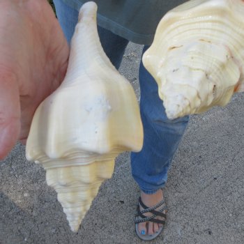 Two piece 8" West Indian Chank Shells