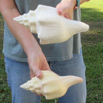 Two piece 8" West Indian Chank Shells