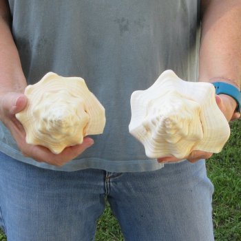 Two piece 8" West Indian Chank Shells