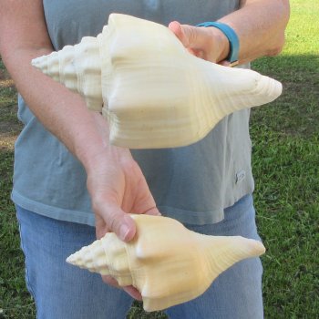 Two piece 8" West Indian Chank Shells