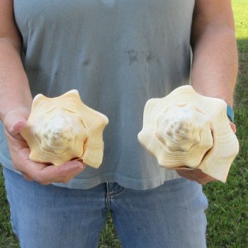 Two piece 8" West Indian Chank Shells