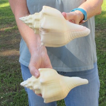Two piece 8" West Indian Chank Shells