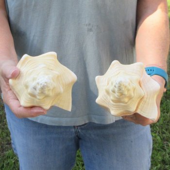 Two piece 8" West Indian Chank Shells