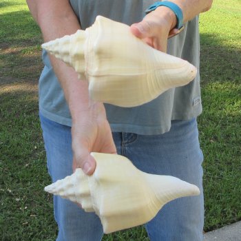 Two piece 8" West Indian Chank Shells