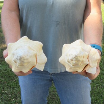 Two piece 8" West Indian Chank Shells