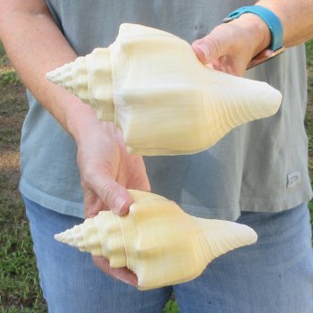 Two piece 7" West Indian Chank Shells