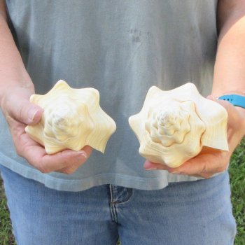 Two piece 7" West Indian Chank Shells