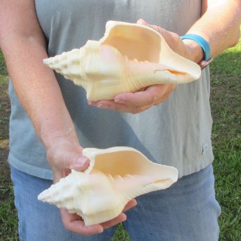 Two piece 7" West Indian Chank Shells