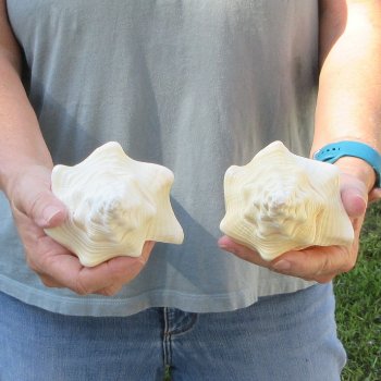 Two piece 7" West Indian Chank Shells