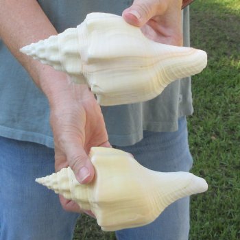 Two piece 7" West Indian Chank Shells