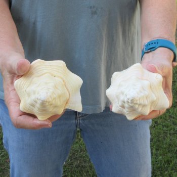 Two piece 7" West Indian Chank Shells