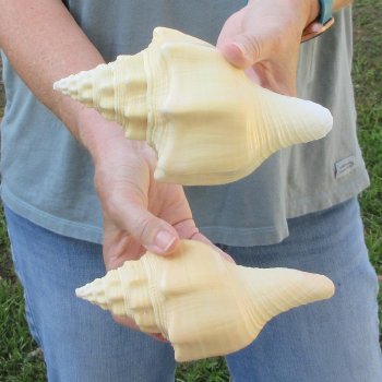 Two piece 7" West Indian Chank Shells