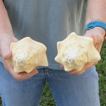 Two piece 7" West Indian Chank Shells