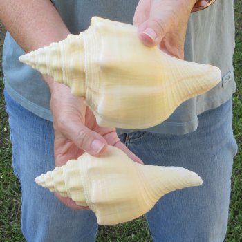 Two piece 7" West Indian Chank Shells