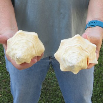 Two piece 7" West Indian Chank Shells