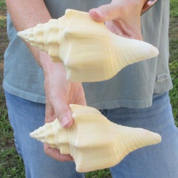Two piece 7" West Indian Chank Shells