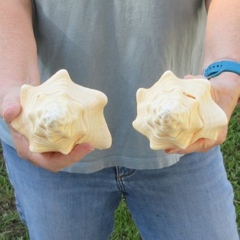 Two piece 7" West Indian Chank Shells