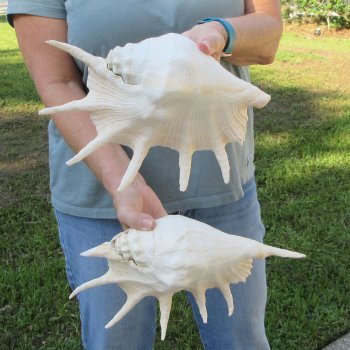 Two piece 11" & 12" Giant Spider Conch Shell  