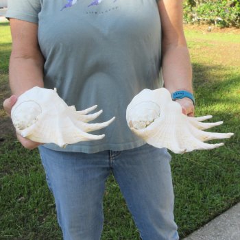 Two piece 11" & 12" Giant Spider Conch Shell  