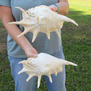 Two piece 12" Giant Spider Conch Shell  