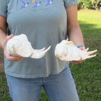Two piece 12" Giant Spider Conch Shell  