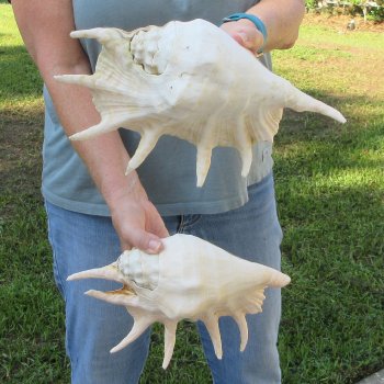 Two piece 11" & 12" Giant Spider Conch Shell  