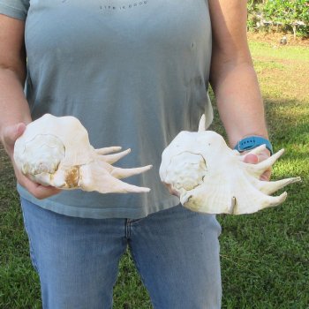 Two piece 11" & 12" Giant Spider Conch Shell  