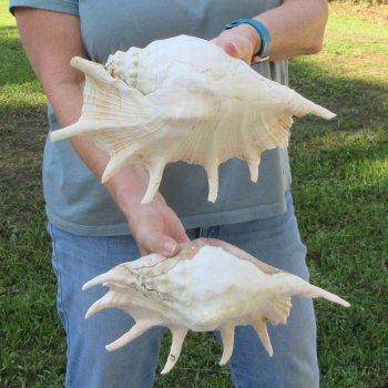 Two piece 11" & 12" Giant Spider Conch Shell  
