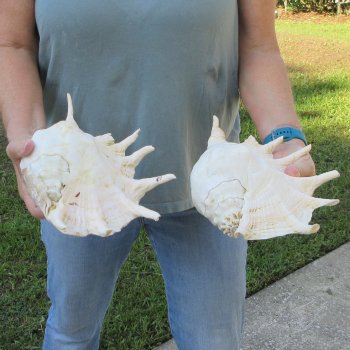 Two piece 11" & 12" Giant Spider Conch Shell  