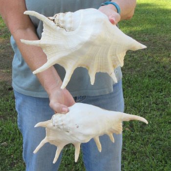 Two piece 11" & 12" Giant Spider Conch Shell  