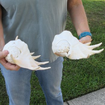 Two piece 11" & 12" Giant Spider Conch Shell  