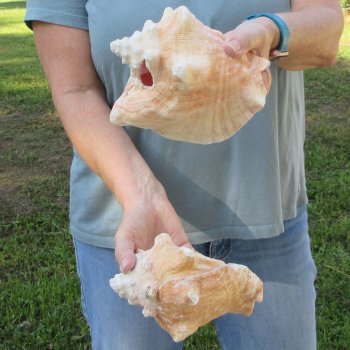 Two piece 6-1/4" & 7" B-Grade Pink Conchs